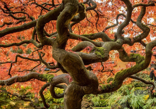 Exploring the Benefits of Decision Trees